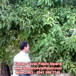 kaman-cevizi-fidani-mitat-dag-541-5807740 (25)