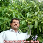 kaman-cevizi-fidani-mitat-dag-541-5807740 (26)