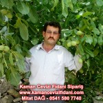 kaman-cevizi-fidani-mitat-dag-541-5807740 (29)