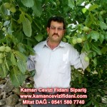 kaman-cevizi-fidani-mitat-dag-541-5807740 (30)