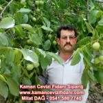 kaman-cevizi-fidani-mitat-dag-541-5807740 (31)