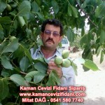 kaman-cevizi-fidani-mitat-dag-541-5807740 (34)
