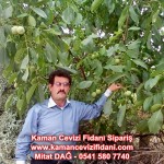 kaman-cevizi-fidani-mitat-dag-541-5807740 (50)