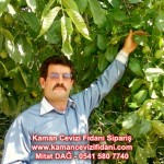 kaman-cevizi-fidani-mitat-dag-541-5807740 (55)
