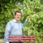 kaman-cevizi-fidani-mitat-dag-541-5807740 (67)