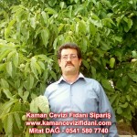 kaman-cevizi-fidani-mitat-dag-541-5807740 (72)