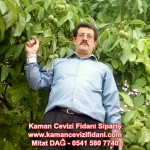 kaman-cevizi-fidani-mitat-dag-541-5807740 (73)