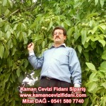 kaman-cevizi-fidani-mitat-dag-541-5807740 (74)