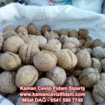 kaman-cevizi-fidani-mitat-dag-541-5807740 (76)