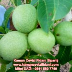 kaman-cevizi-fidani-mitat-dag-541-5807740 (80)