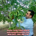 kaman-cevizi-fidani-mitat-dag-541-5807740 (81)