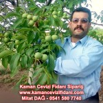 kaman-cevizi-fidani-mitat-dag-541-5807740 (83)
