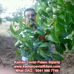 kaman-cevizi-fidani-mitat-dag-541-5807740 (84)