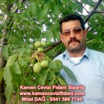 kaman-cevizi-fidani-mitat-dag-541-5807740 (85)