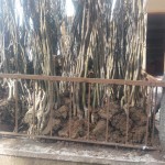 IMG-20160304-WA0004