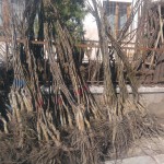 IMG-20160304-WA0005