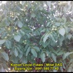 kaman-cevizi-fidani-yeni-mahsul-yerli-ceviz-chandler-fernor-fidan (12)