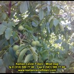 fernor fernette chandler kaman ceviz fidani satis adres telefon bilgi hangisi iyi don olayi hastalik iri ceviz yaprak asi kalemi kis yaz sonbahar ilkbahar ankara kecioren  (1)