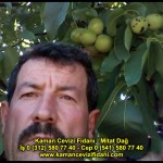 fernor fernette chandler kaman ceviz fidani satis adres telefon bilgi hangisi iyi don olayi hastalik iri ceviz yaprak asi kalemi kis yaz sonbahar ilkbahar ankara kecioren  (10)