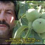 fernor fernette chandler kaman ceviz fidani satis adres telefon bilgi hangisi iyi don olayi hastalik iri ceviz yaprak asi kalemi kis yaz sonbahar ilkbahar ankara kecioren  (11)