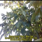 fernor fernette chandler kaman ceviz fidani satis adres telefon bilgi hangisi iyi don olayi hastalik iri ceviz yaprak asi kalemi kis yaz sonbahar ilkbahar ankara kecioren  (12)