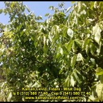 fernor fernette chandler kaman ceviz fidani satis adres telefon bilgi hangisi iyi don olayi hastalik iri ceviz yaprak asi kalemi kis yaz sonbahar ilkbahar ankara kecioren  (13)