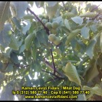 fernor fernette chandler kaman ceviz fidani satis adres telefon bilgi hangisi iyi don olayi hastalik iri ceviz yaprak asi kalemi kis yaz sonbahar ilkbahar ankara kecioren  (14)