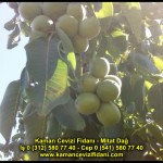 fernor fernette chandler kaman ceviz fidani satis adres telefon bilgi hangisi iyi don olayi hastalik iri ceviz yaprak asi kalemi kis yaz sonbahar ilkbahar ankara kecioren  (15)