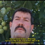 fernor fernette chandler kaman ceviz fidani satis adres telefon bilgi hangisi iyi don olayi hastalik iri ceviz yaprak asi kalemi kis yaz sonbahar ilkbahar ankara kecioren  (16)