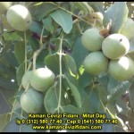 fernor fernette chandler kaman ceviz fidani satis adres telefon bilgi hangisi iyi don olayi hastalik iri ceviz yaprak asi kalemi kis yaz sonbahar ilkbahar ankara kecioren  (18)
