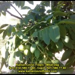 fernor fernette chandler kaman ceviz fidani satis adres telefon bilgi hangisi iyi don olayi hastalik iri ceviz yaprak asi kalemi kis yaz sonbahar ilkbahar ankara kecioren  (19)