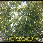 fernor fernette chandler kaman ceviz fidani satis adres telefon bilgi hangisi iyi don olayi hastalik iri ceviz yaprak asi kalemi kis yaz sonbahar ilkbahar ankara kecioren  (20)