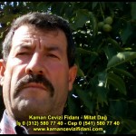 fernor fernette chandler kaman ceviz fidani satis adres telefon bilgi hangisi iyi don olayi hastalik iri ceviz yaprak asi kalemi kis yaz sonbahar ilkbahar ankara kecioren  (21)