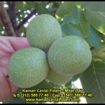 fernor fernette chandler kaman ceviz fidani satis adres telefon bilgi hangisi iyi don olayi hastalik iri ceviz yaprak asi kalemi kis yaz sonbahar ilkbahar ankara kecioren  (22)