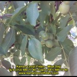 fernor fernette chandler kaman ceviz fidani satis adres telefon bilgi hangisi iyi don olayi hastalik iri ceviz yaprak asi kalemi kis yaz sonbahar ilkbahar ankara kecioren  (23)