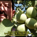 fernor fernette chandler kaman ceviz fidani satis adres telefon bilgi hangisi iyi don olayi hastalik iri ceviz yaprak asi kalemi kis yaz sonbahar ilkbahar ankara kecioren  (24)