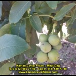 fernor fernette chandler kaman ceviz fidani satis adres telefon bilgi hangisi iyi don olayi hastalik iri ceviz yaprak asi kalemi kis yaz sonbahar ilkbahar ankara kecioren  (26)