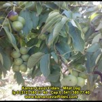 fernor fernette chandler kaman ceviz fidani satis adres telefon bilgi hangisi iyi don olayi hastalik iri ceviz yaprak asi kalemi kis yaz sonbahar ilkbahar ankara kecioren  (27)