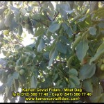 fernor fernette chandler kaman ceviz fidani satis adres telefon bilgi hangisi iyi don olayi hastalik iri ceviz yaprak asi kalemi kis yaz sonbahar ilkbahar ankara kecioren  (29)