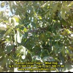 fernor fernette chandler kaman ceviz fidani satis adres telefon bilgi hangisi iyi don olayi hastalik iri ceviz yaprak asi kalemi kis yaz sonbahar ilkbahar ankara kecioren  (3)