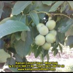 fernor fernette chandler kaman ceviz fidani satis adres telefon bilgi hangisi iyi don olayi hastalik iri ceviz yaprak asi kalemi kis yaz sonbahar ilkbahar ankara kecioren  (30)