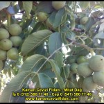 fernor fernette chandler kaman ceviz fidani satis adres telefon bilgi hangisi iyi don olayi hastalik iri ceviz yaprak asi kalemi kis yaz sonbahar ilkbahar ankara kecioren  (31)