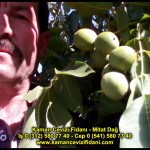 fernor fernette chandler kaman ceviz fidani satis adres telefon bilgi hangisi iyi don olayi hastalik iri ceviz yaprak asi kalemi kis yaz sonbahar ilkbahar ankara kecioren  (32)