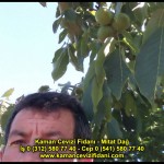 fernor fernette chandler kaman ceviz fidani satis adres telefon bilgi hangisi iyi don olayi hastalik iri ceviz yaprak asi kalemi kis yaz sonbahar ilkbahar ankara kecioren  (33)