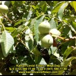 fernor fernette chandler kaman ceviz fidani satis adres telefon bilgi hangisi iyi don olayi hastalik iri ceviz yaprak asi kalemi kis yaz sonbahar ilkbahar ankara kecioren  (35)