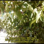 fernor fernette chandler kaman ceviz fidani satis adres telefon bilgi hangisi iyi don olayi hastalik iri ceviz yaprak asi kalemi kis yaz sonbahar ilkbahar ankara kecioren  (36)