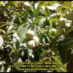 fernor fernette chandler kaman ceviz fidani satis adres telefon bilgi hangisi iyi don olayi hastalik iri ceviz yaprak asi kalemi kis yaz sonbahar ilkbahar ankara kecioren  (37)