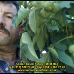 fernor fernette chandler kaman ceviz fidani satis adres telefon bilgi hangisi iyi don olayi hastalik iri ceviz yaprak asi kalemi kis yaz sonbahar ilkbahar ankara kecioren  (38)