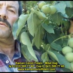 fernor fernette chandler kaman ceviz fidani satis adres telefon bilgi hangisi iyi don olayi hastalik iri ceviz yaprak asi kalemi kis yaz sonbahar ilkbahar ankara kecioren  (4)