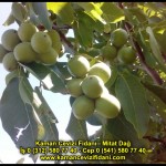 fernor fernette chandler kaman ceviz fidani satis adres telefon bilgi hangisi iyi don olayi hastalik iri ceviz yaprak asi kalemi kis yaz sonbahar ilkbahar ankara kecioren  (40)